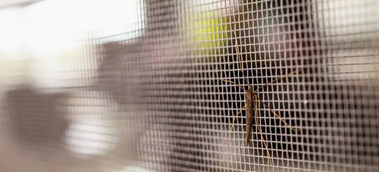 Repair Mosquito Mesh For Windows in Safety Harbor, FL